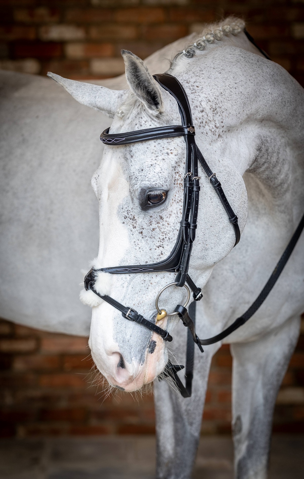 LeMieux Kudos Grackle Bridle, Arbeitstrense, Trense