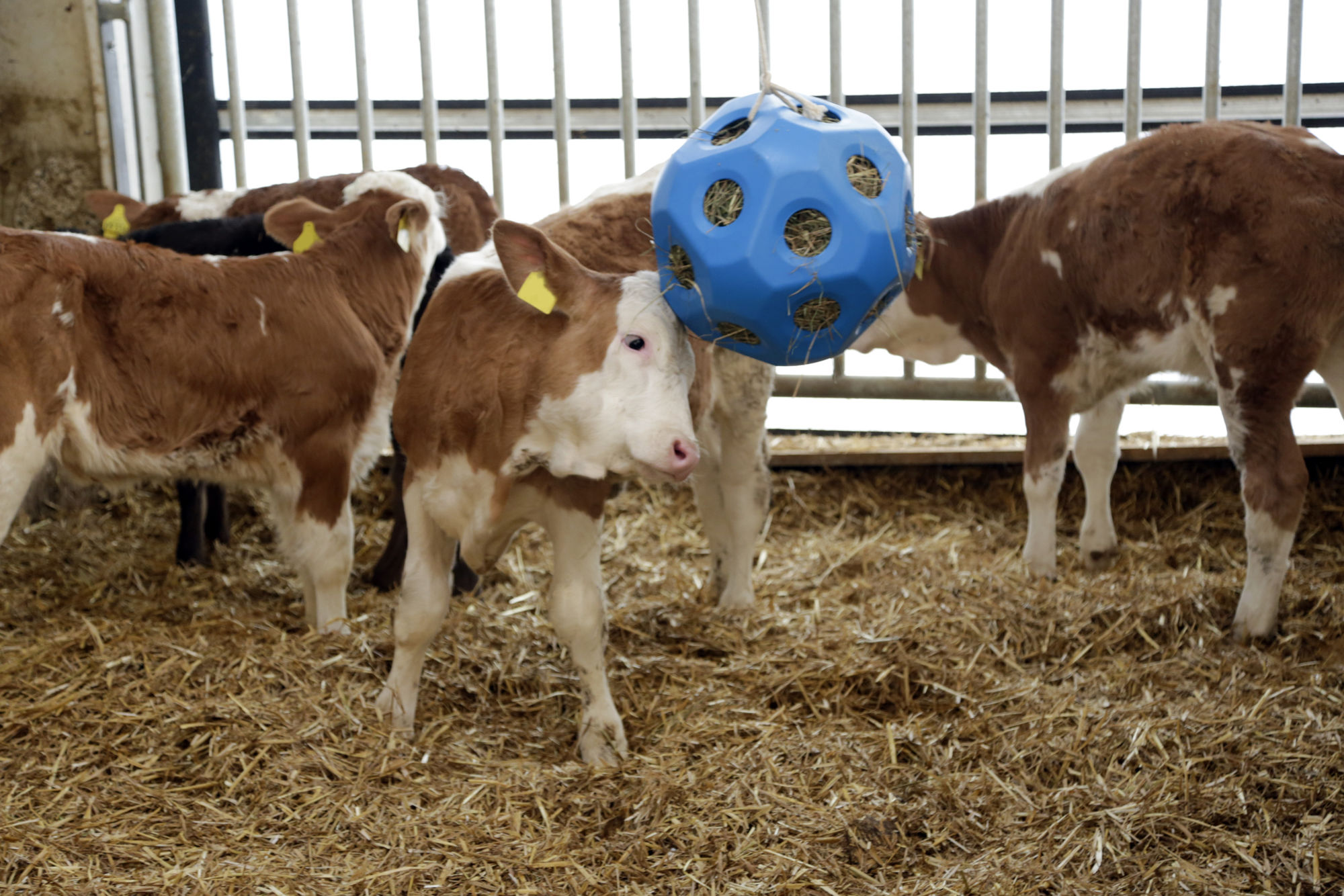 HeuBoy, blau, Futterspielball