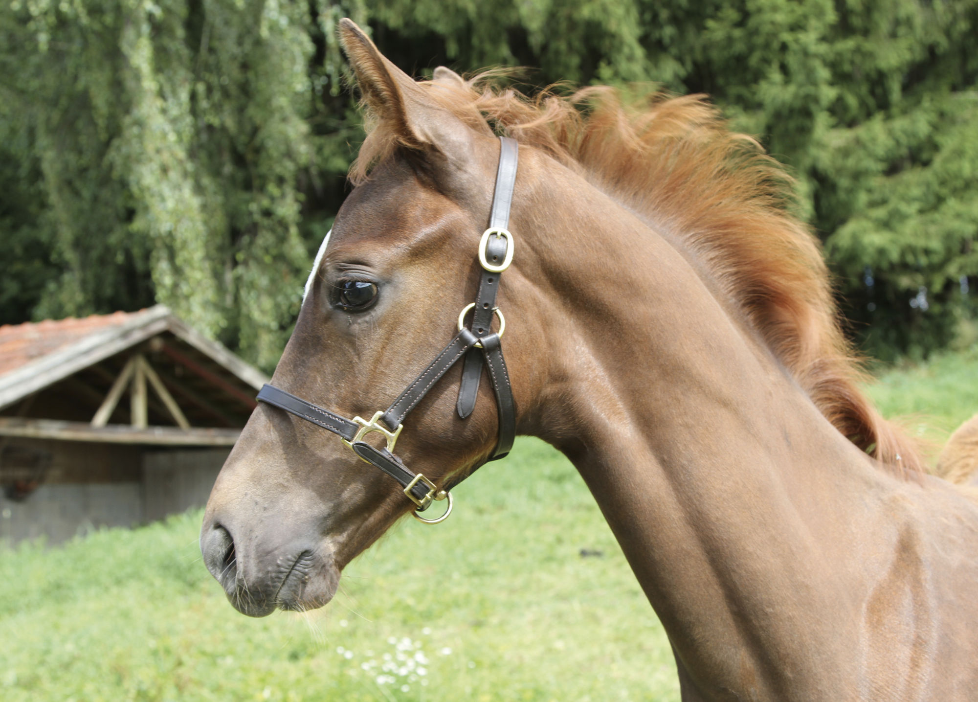 Covalliero Fohlenhalfter Eco, Leder