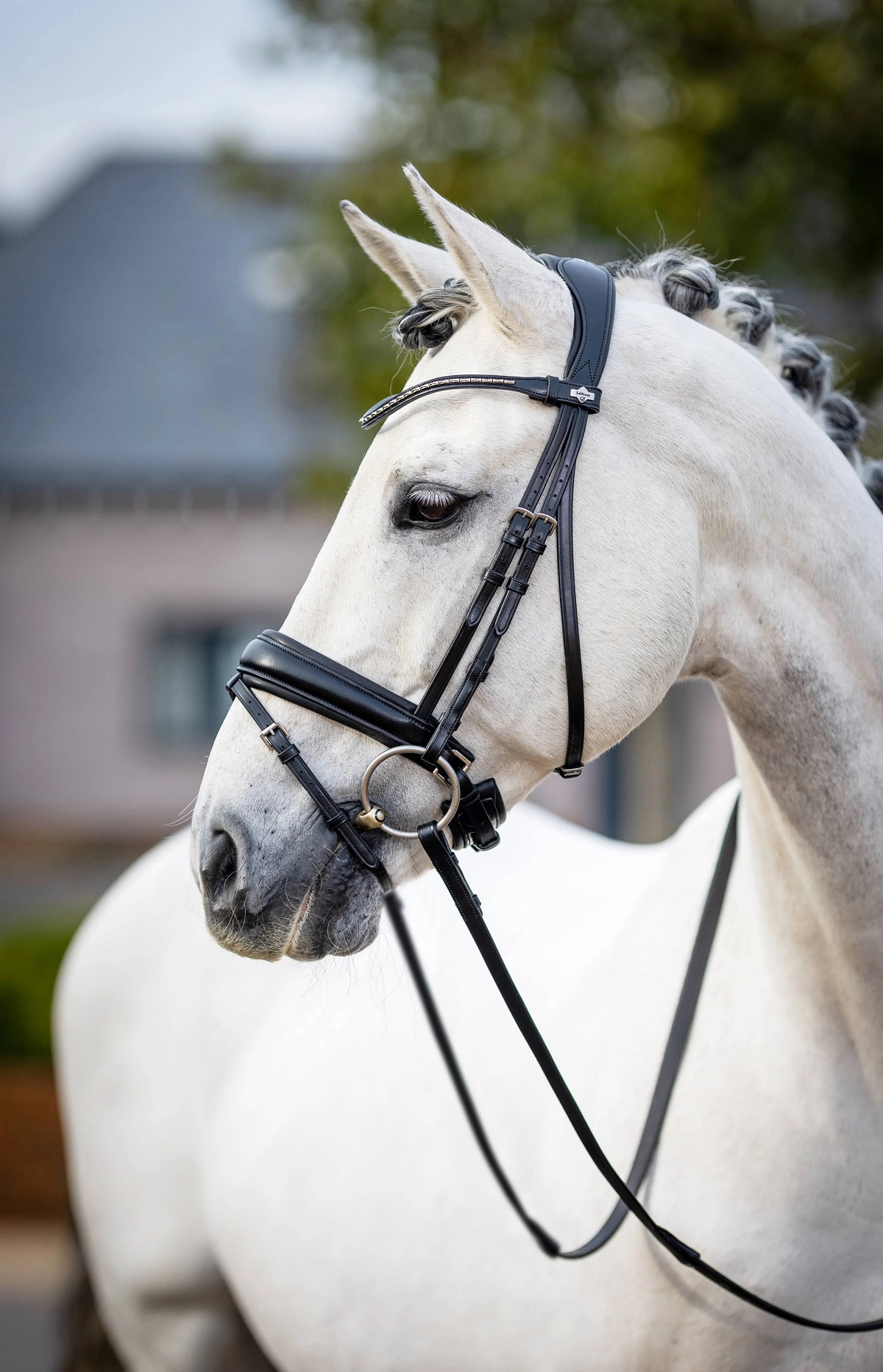 LeMieux Kudos Classic Dressage Bridle, Dressurtrense, Trense