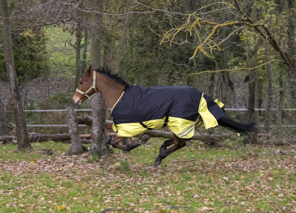EQUITHÈME TYREX 600D "Reflective" Decke, 300g Füllung, Pferdedecke, schwarz/gelb, Weidedecke