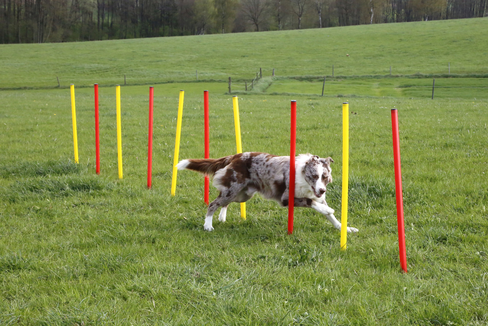 Kerbl Komplett-Set "Agility", rot/gelb