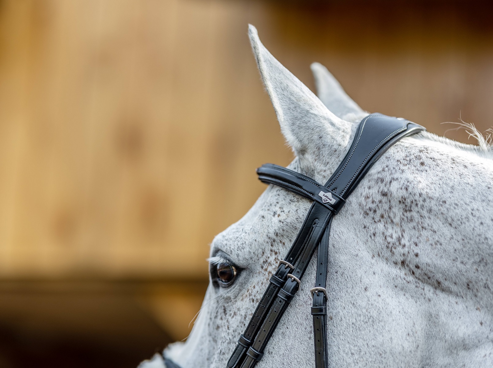 LeMieux Kudos Grackle Bridle, Arbeitstrense, Trense