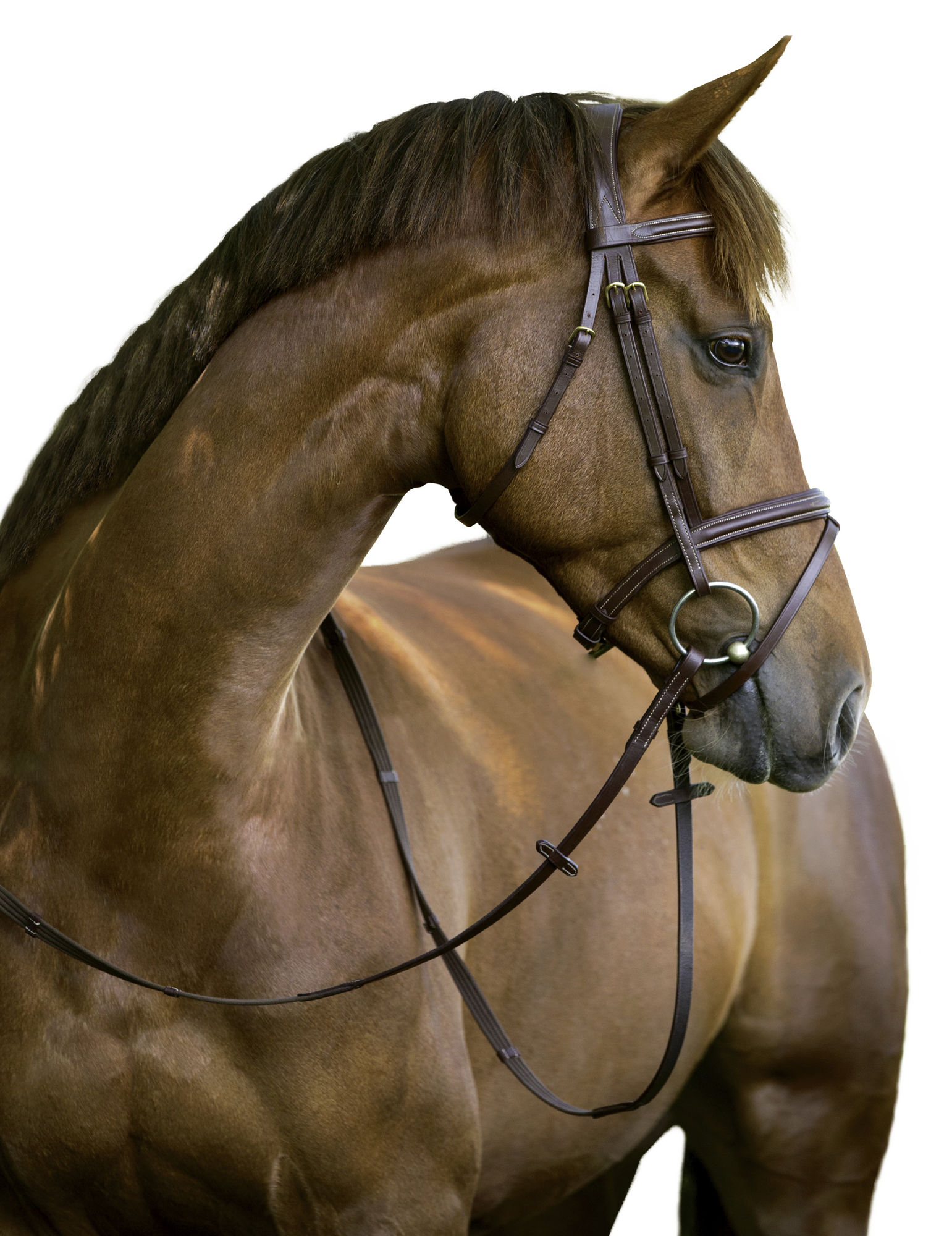 Covalliero Trensenzaum Classic, Leder, braun