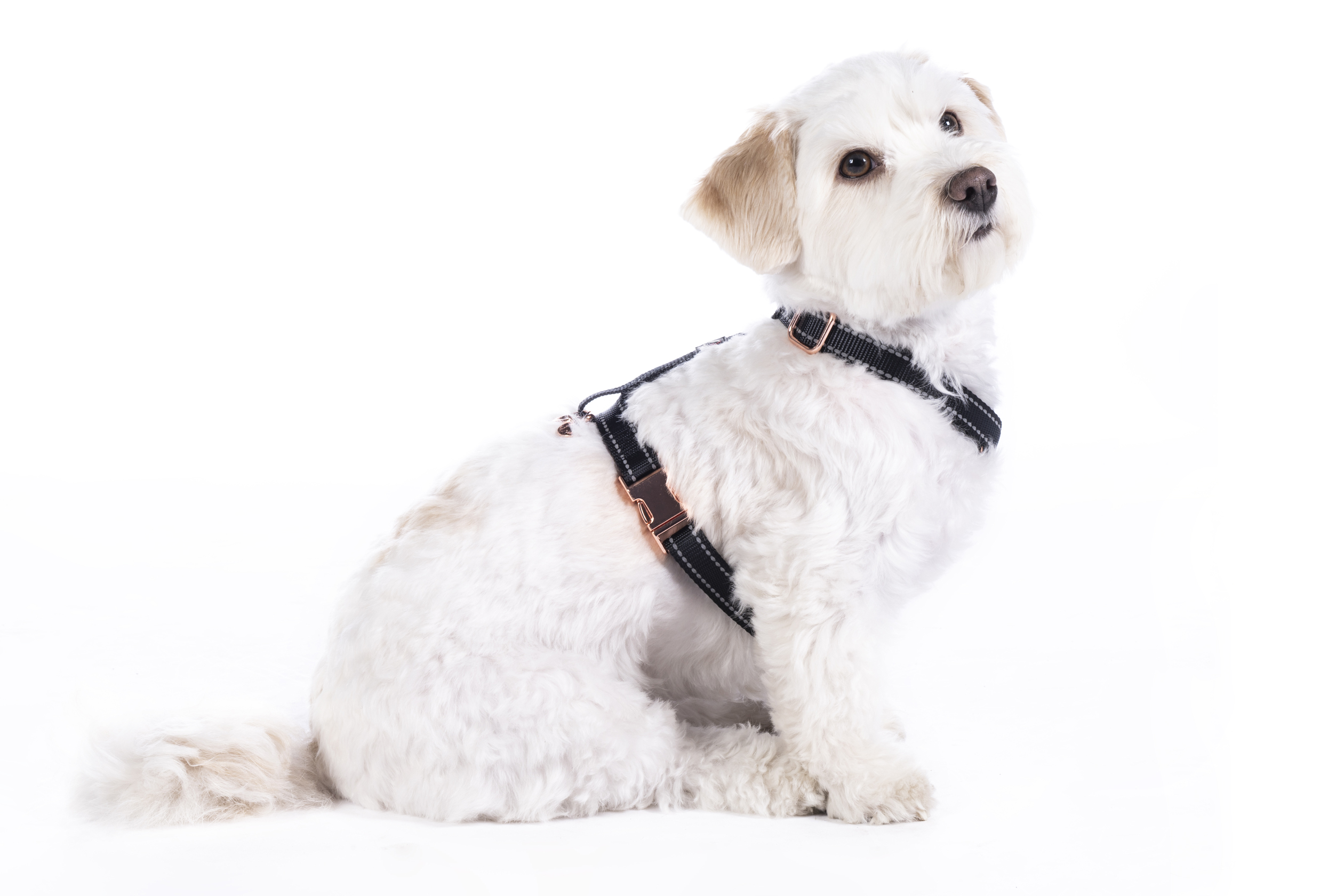 HKM Hundegeschirr "Anam Cara Basic", Nylon