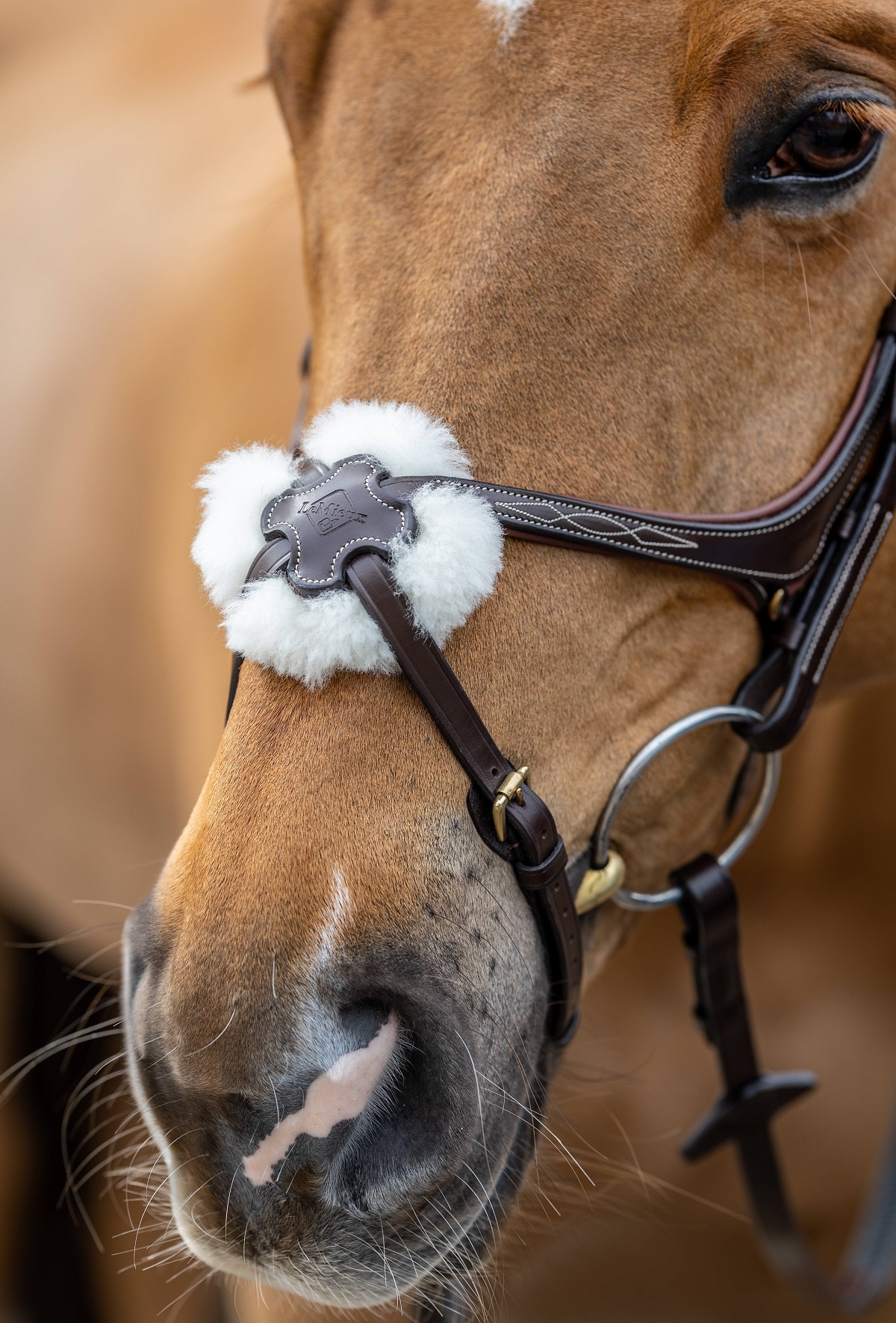 LeMieux Kudos Grackle Bridle, Arbeitstrense, Trense