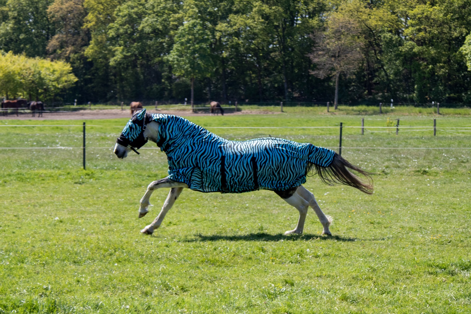 Fliegendecke "Zebra Aqua", aqua/schwarz