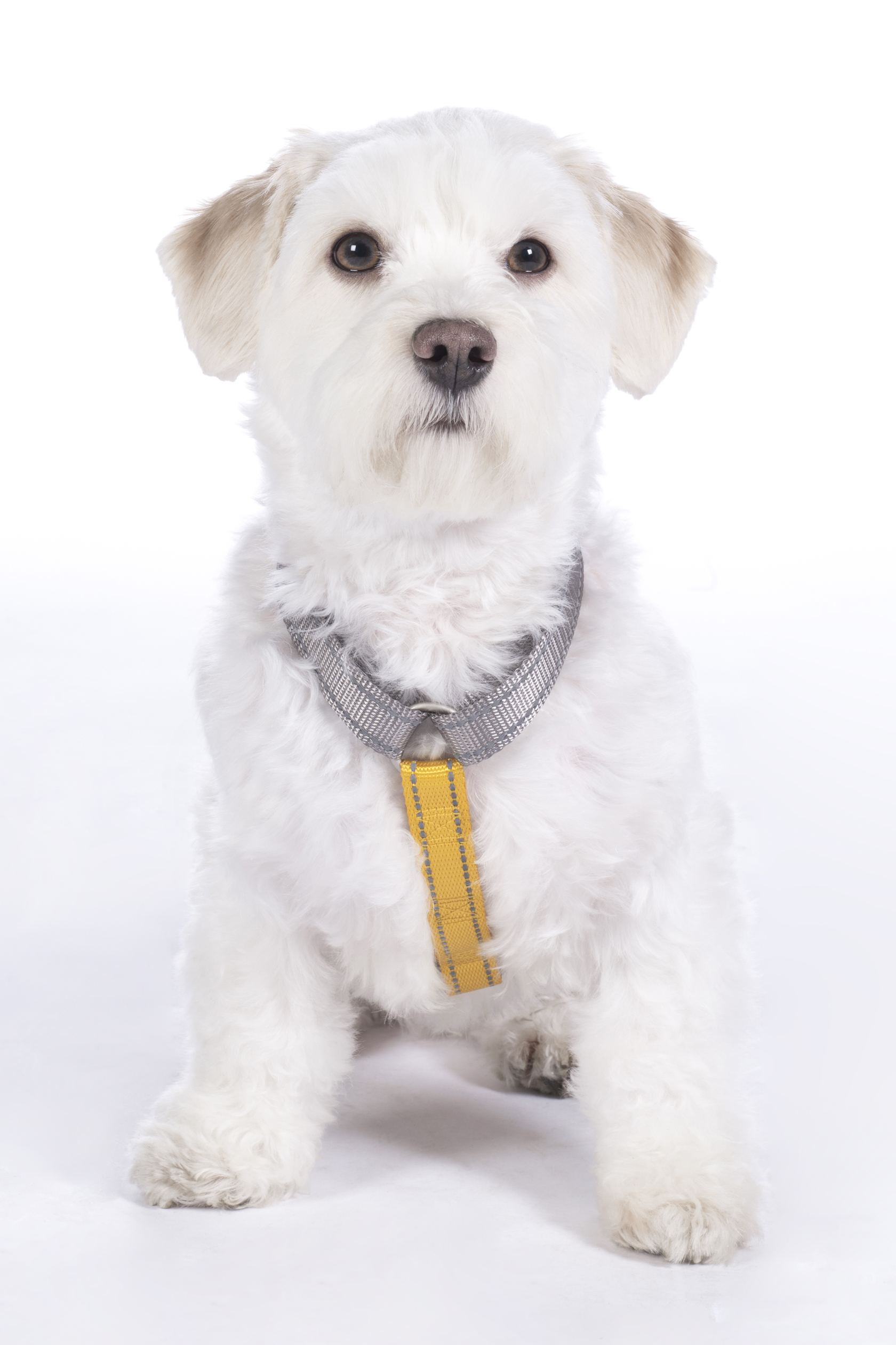 HKM Hundegeschirr "Anam Cara Basic", Nylon
