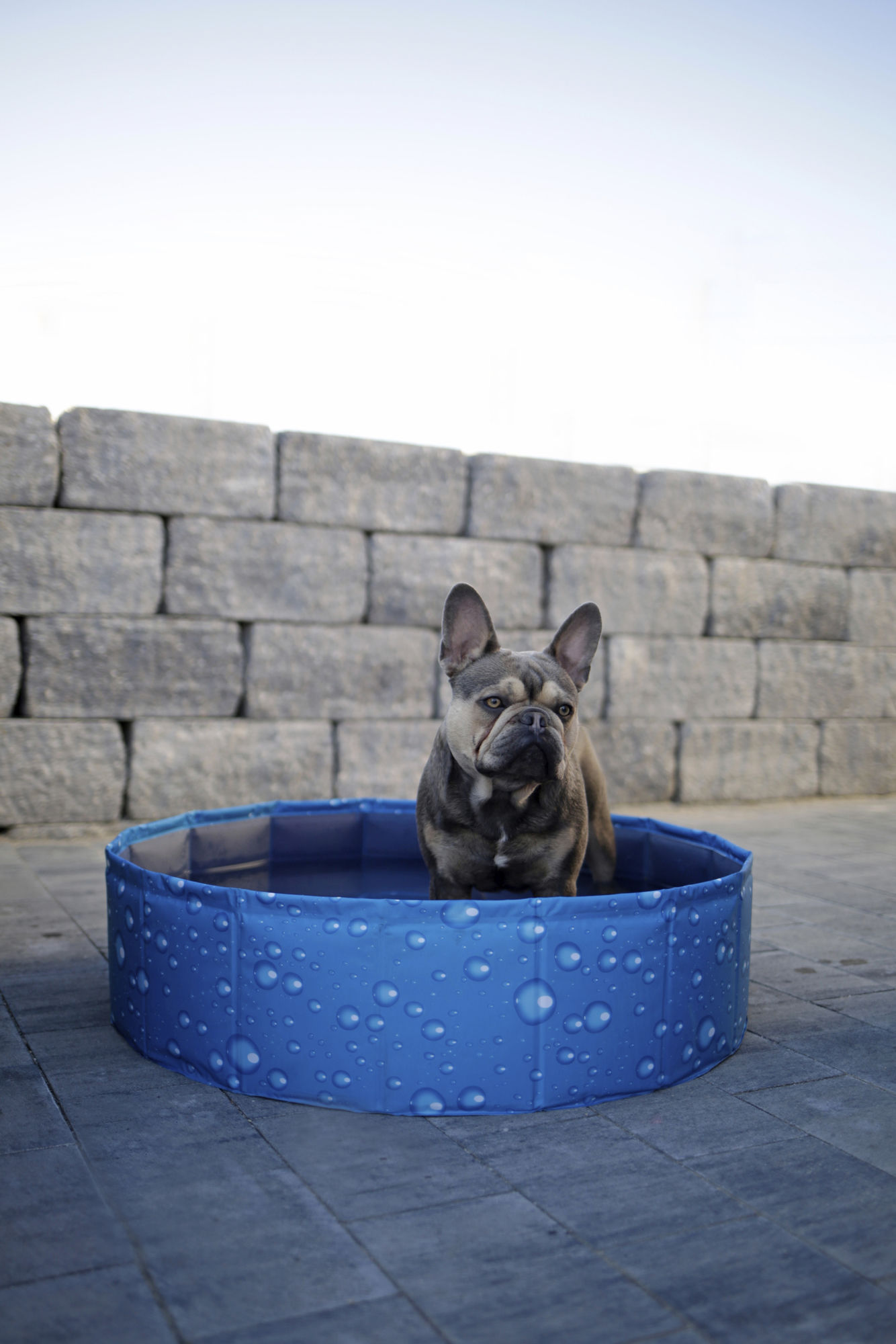 Kerbl Hundepool "Bubble", blau