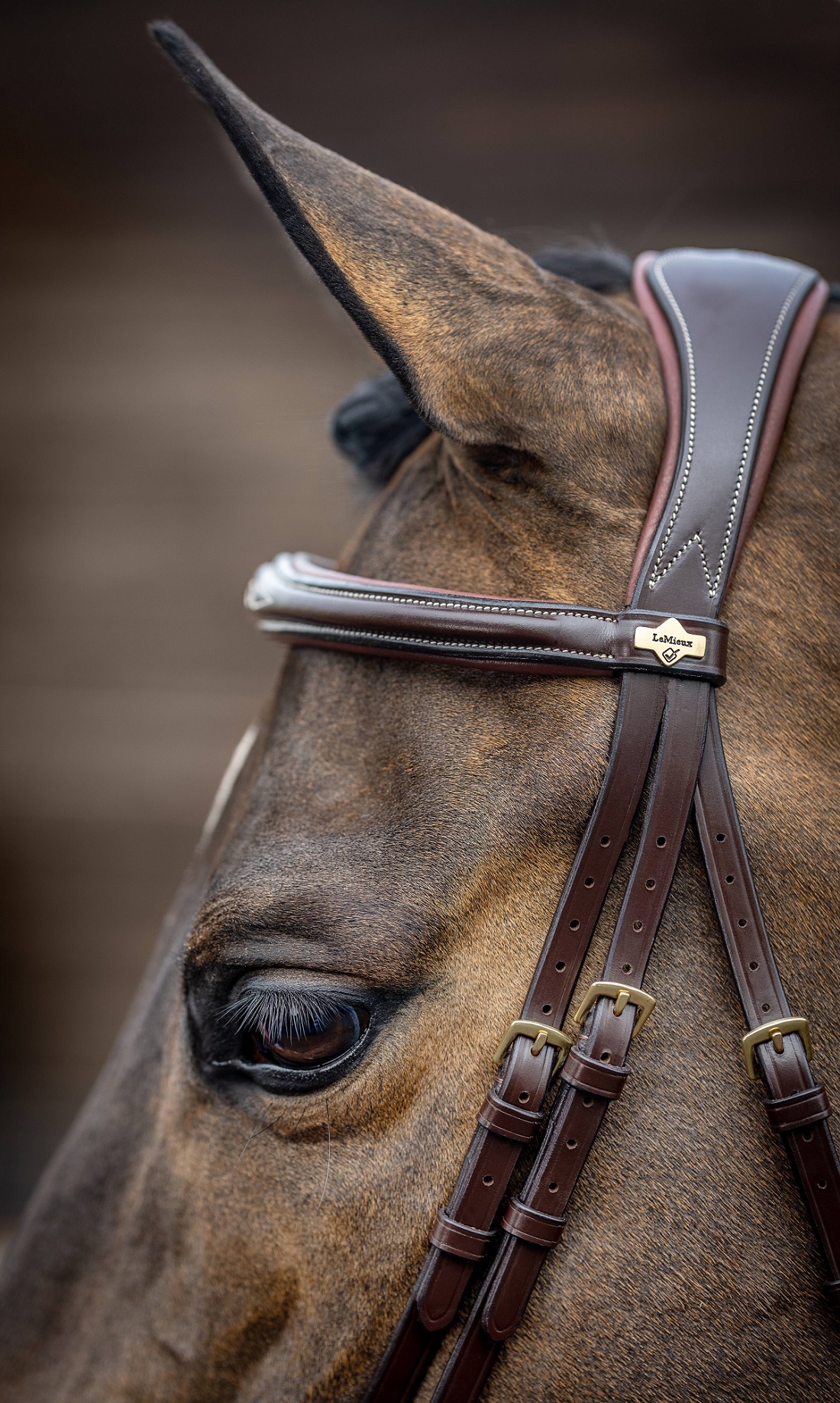 LeMieux Kudos Competition Flash Bridle, Turniertrense, Trense
