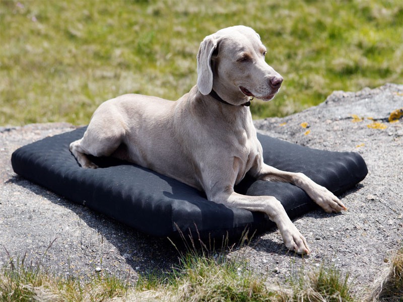 Back on Track Hundematratze