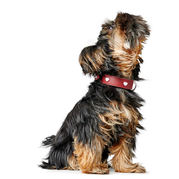 Hunter Halsband Love, rot/schwarz