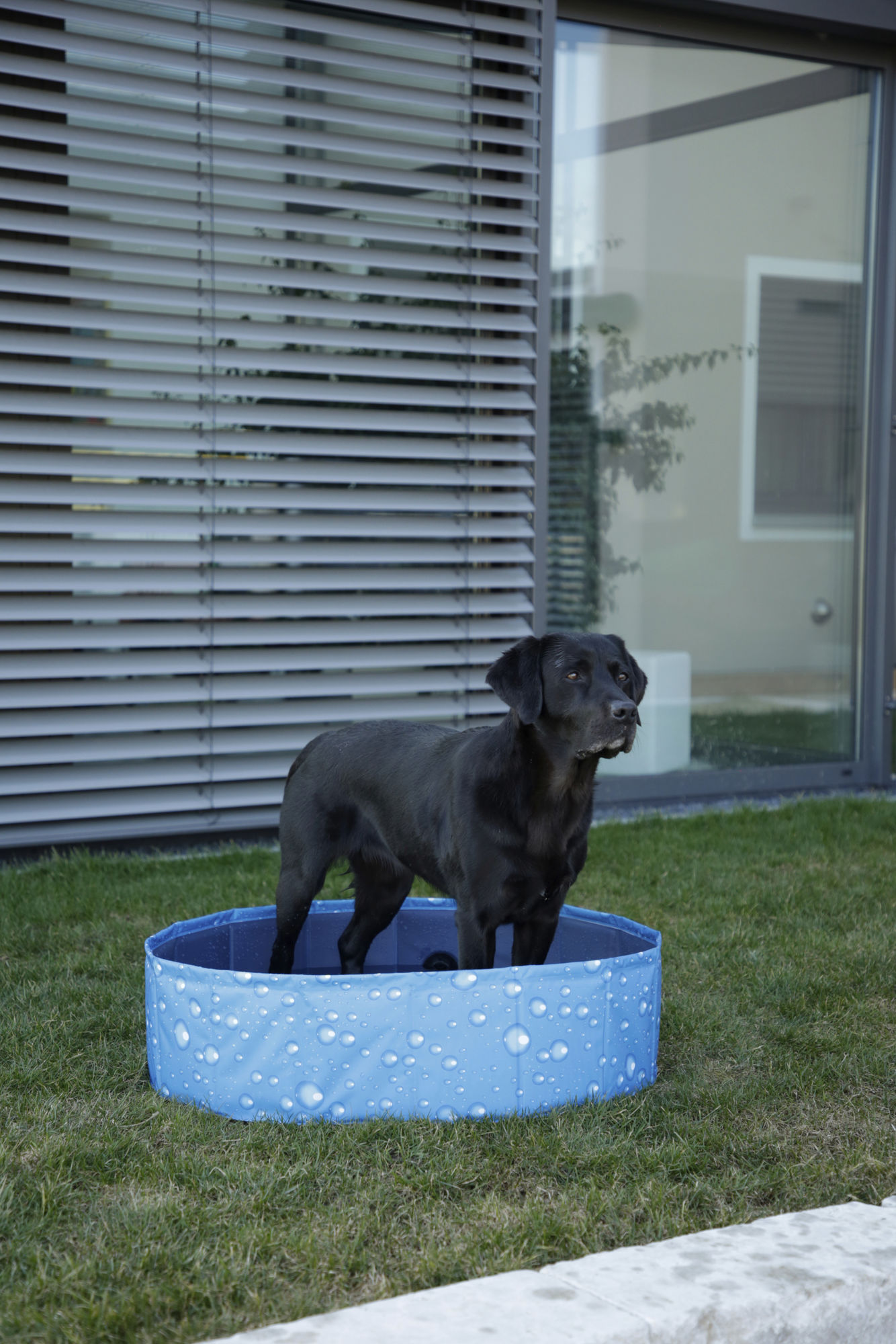 Kerbl Hundepool "Bubble", blau