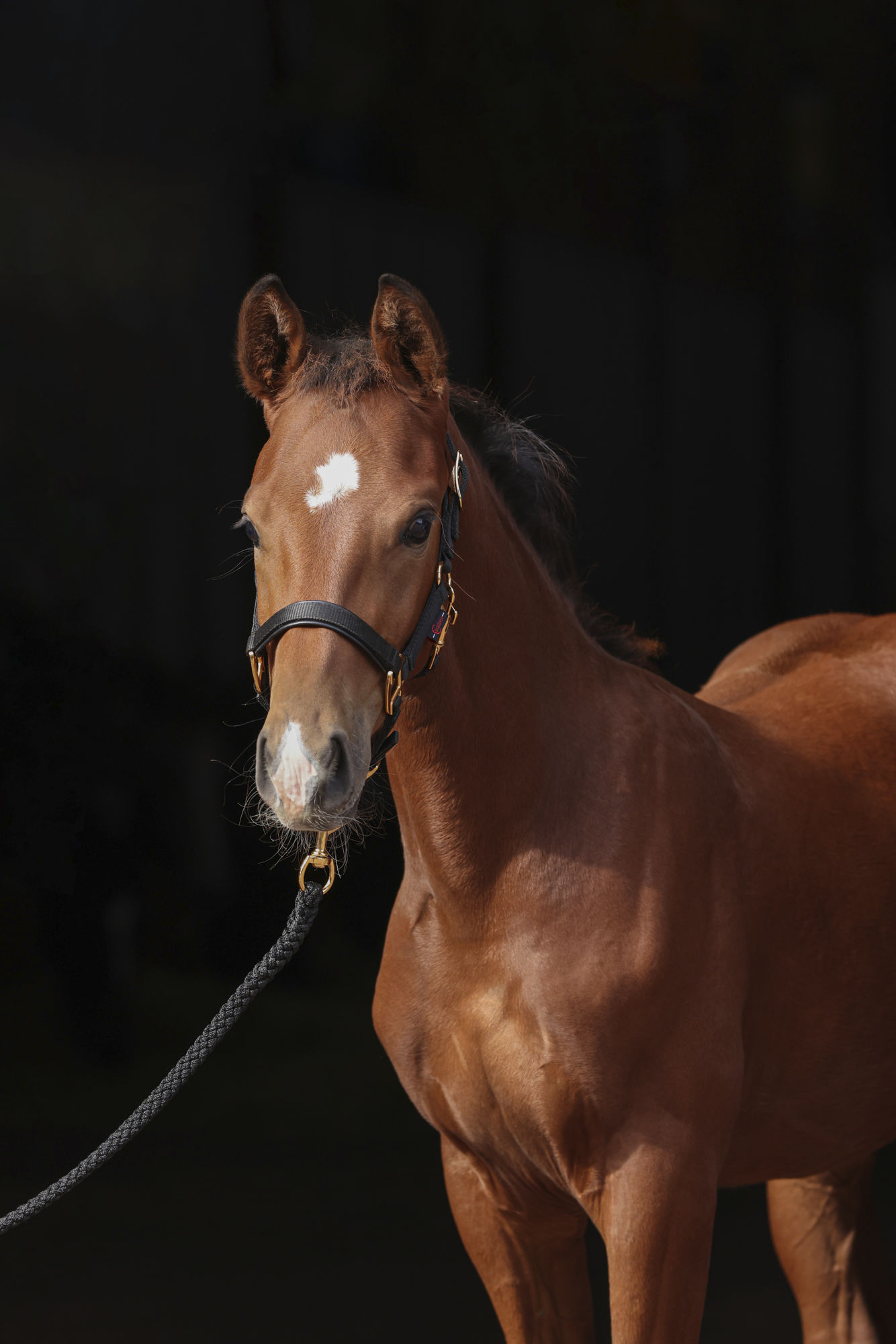 Covalliero Fohlenhalfter TopLine