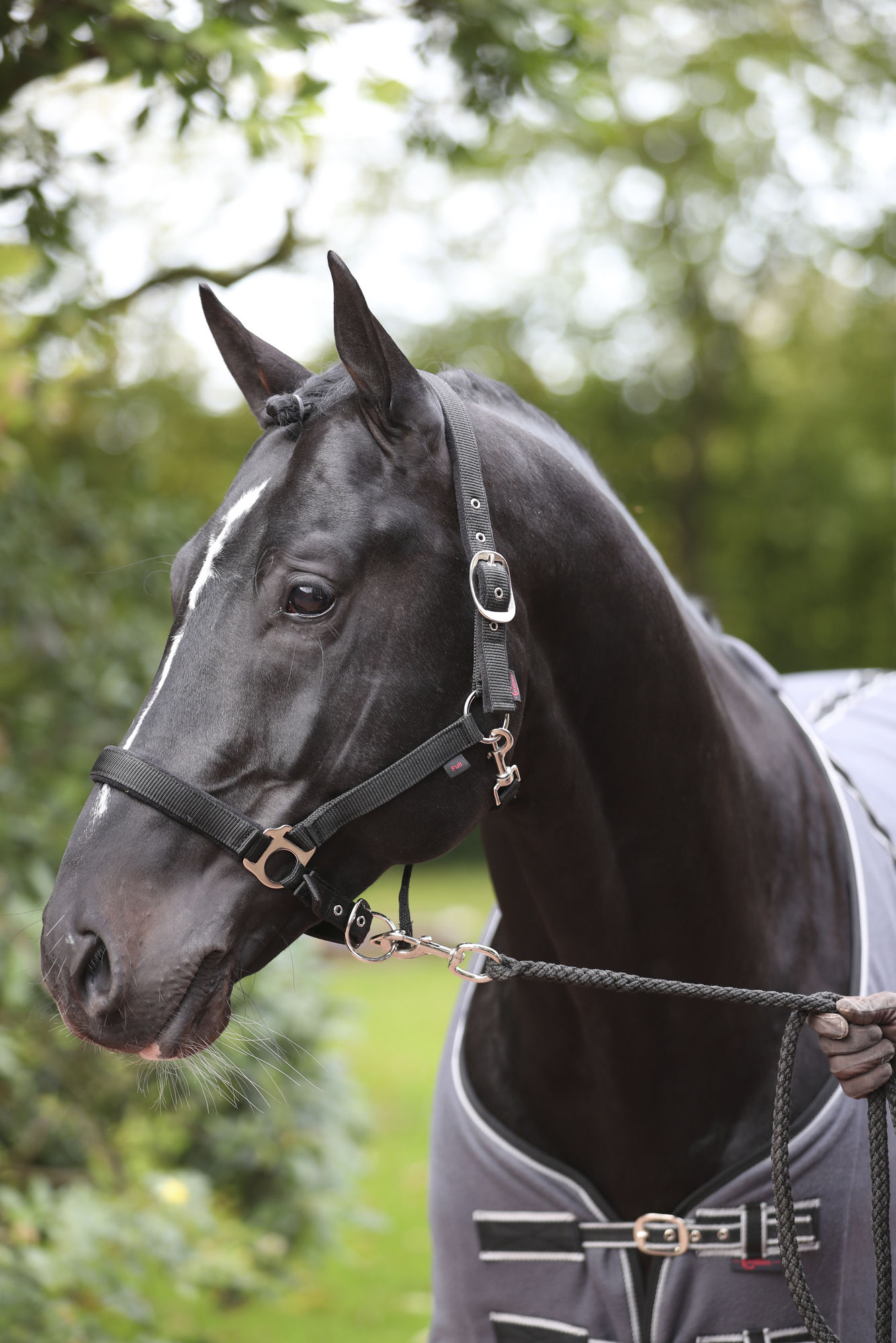 Covalliero Halfter Dexter, mit Fleecepolsterung