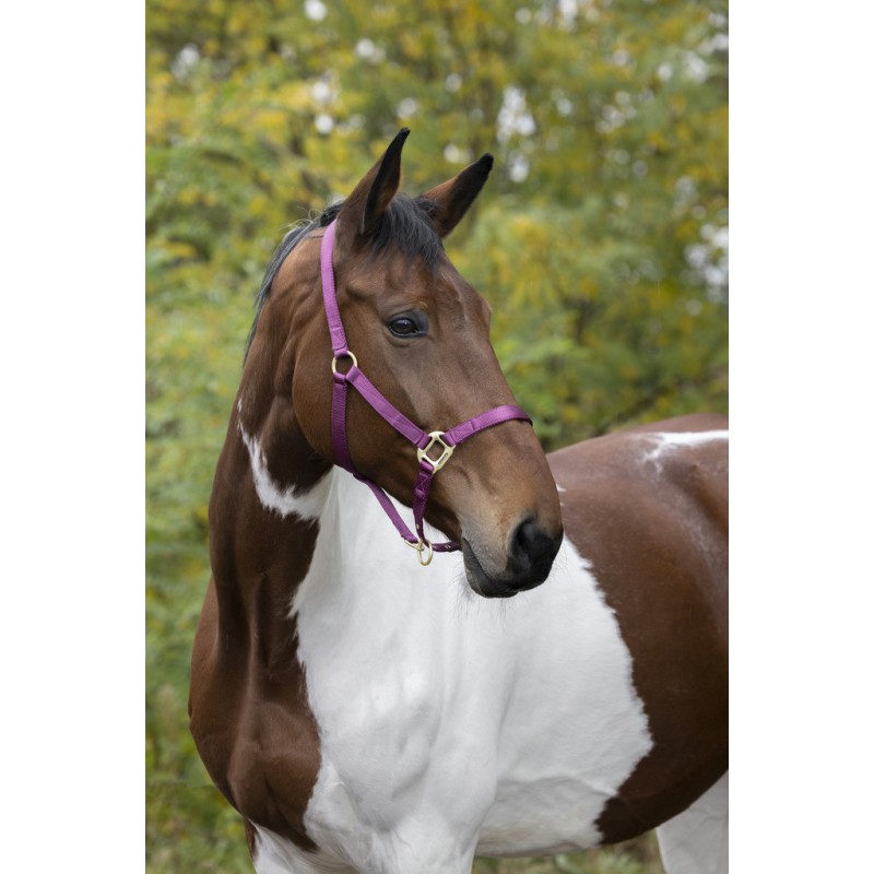 EQUITHÈME Nylonhalfter