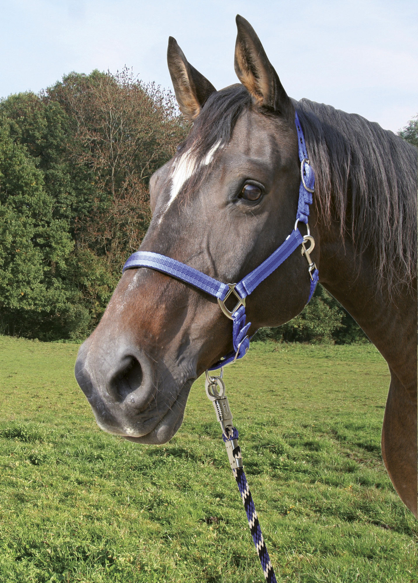 Covalliero Führstrick Mustang, Panikhaken, 2m