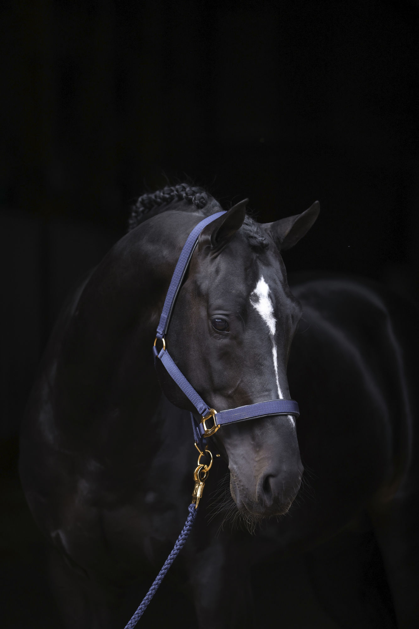 Covalliero Halfter TopLine