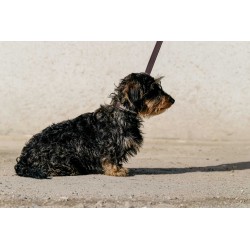 EQUITHÈME Hundehalsband und Leine "Max"