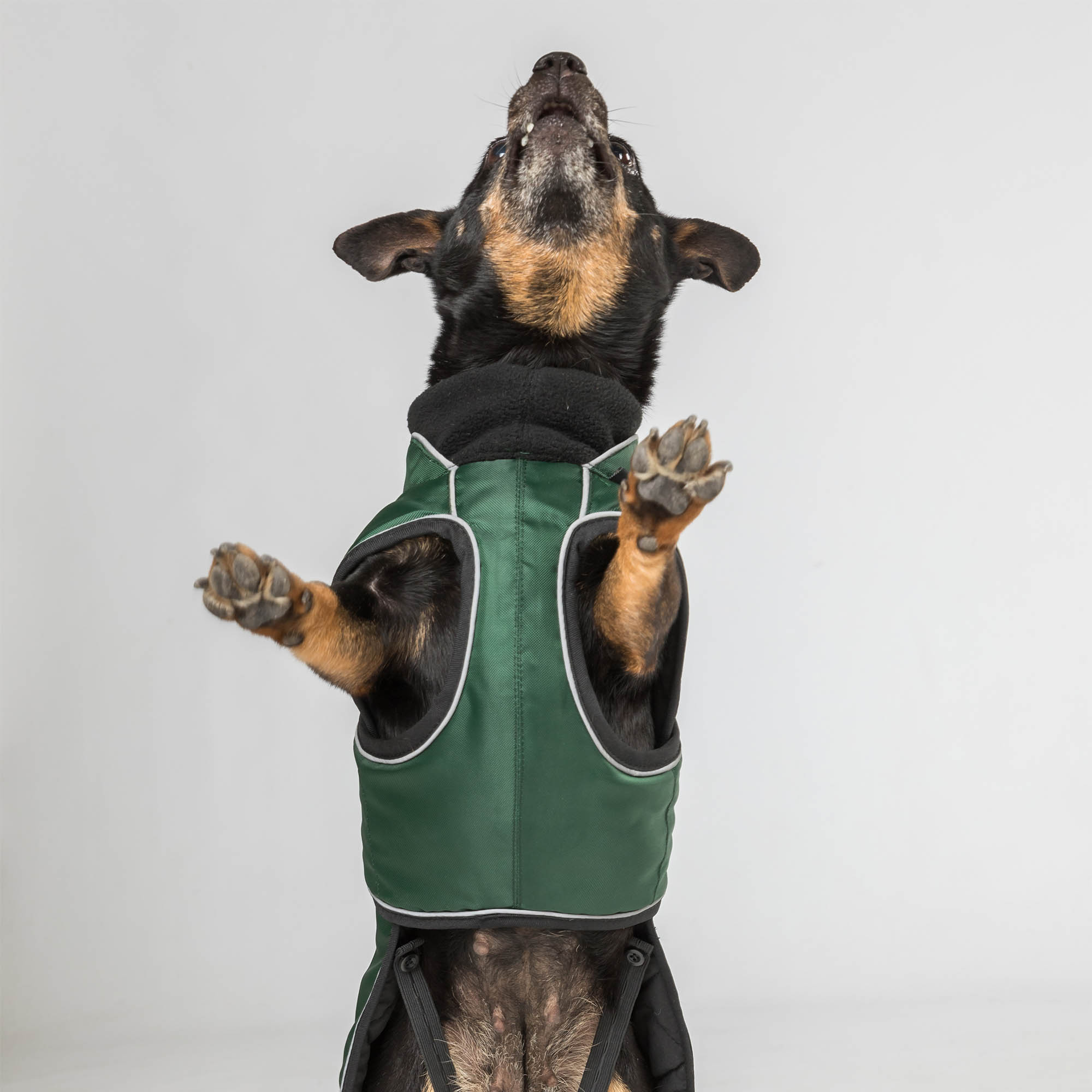 Back on Track Buddy Hundemantel