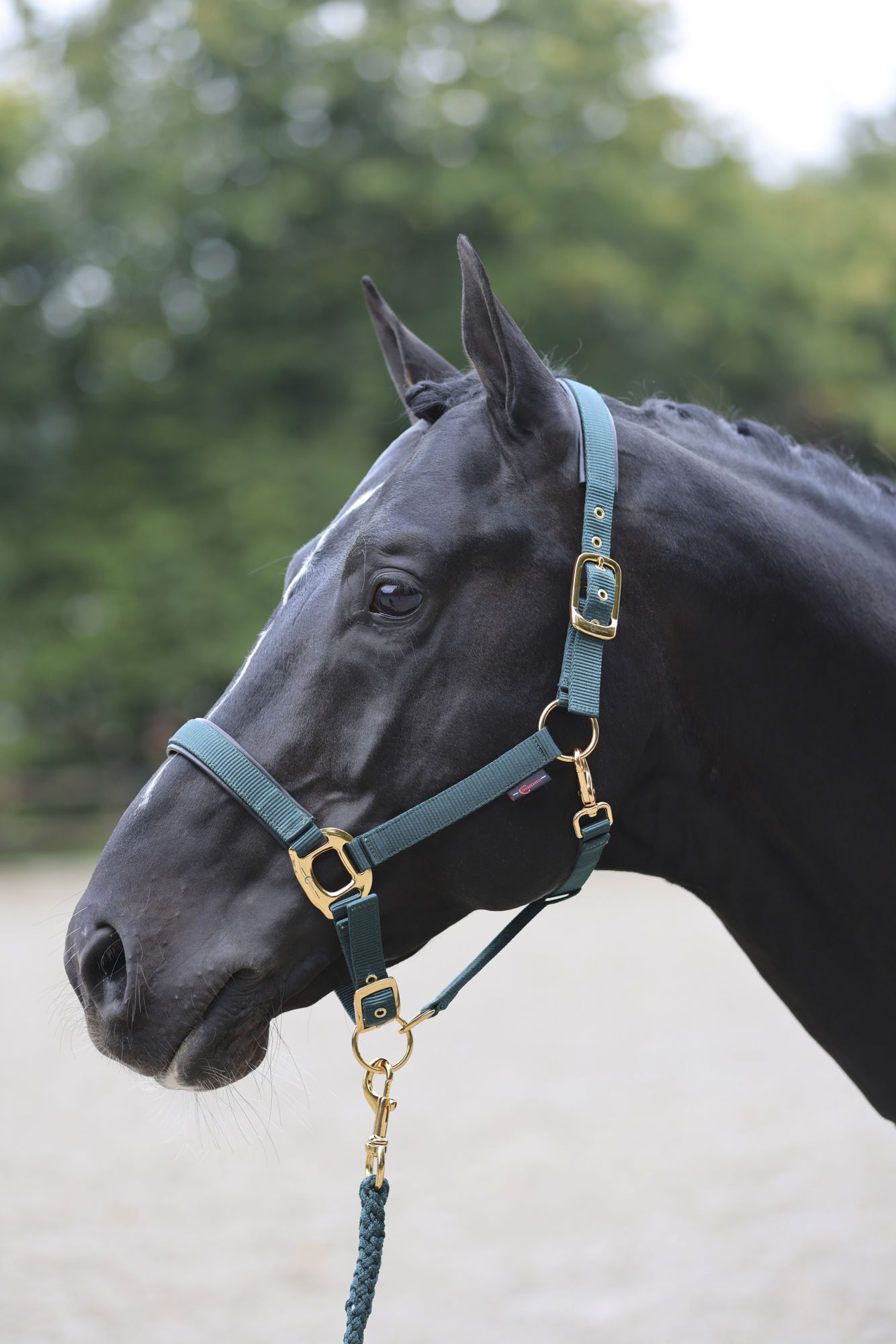 Covalliero Halfter TopLine