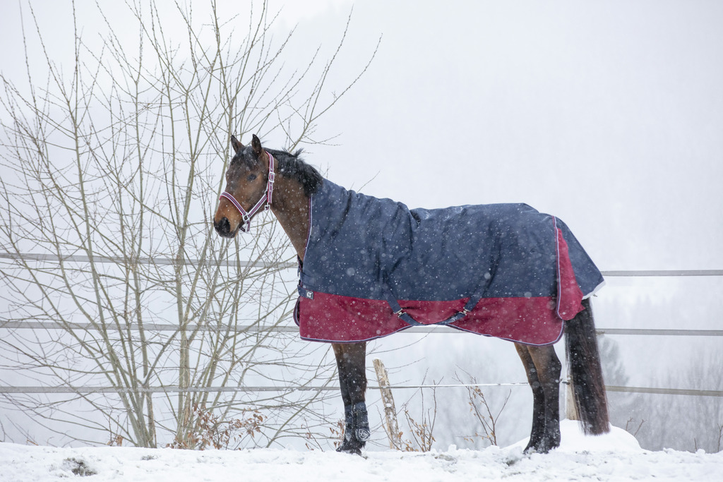 EQUITHÈME "TYREX 1200D" High-Neck Decke, 300g Füllung, marineblau/bordeaux, Weidedecke, Pferdedecke