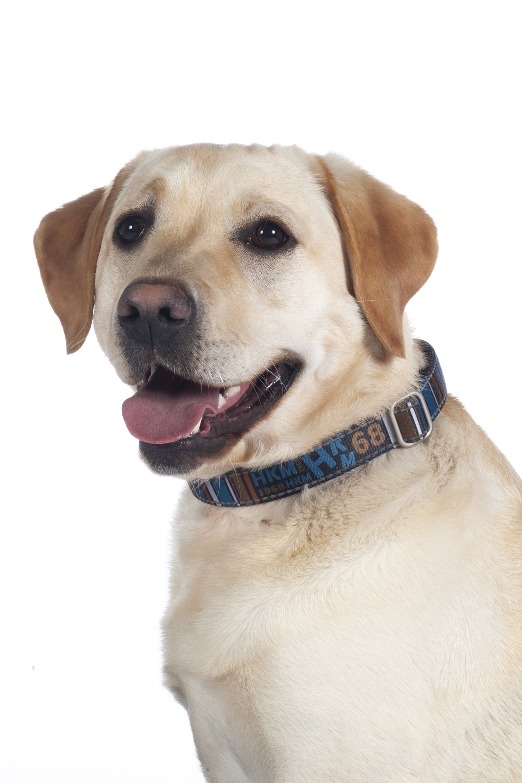 HKM Hundehalsband "Anam Cara" bedruckt