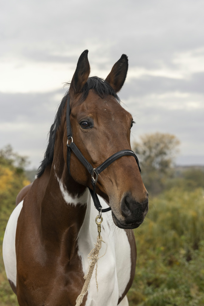 EQUITHÈME "Trend" Halfter