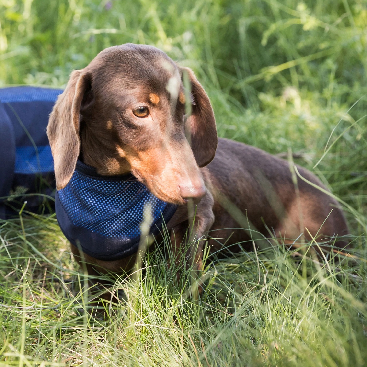 Cool on Track Cooling Bandana, blau