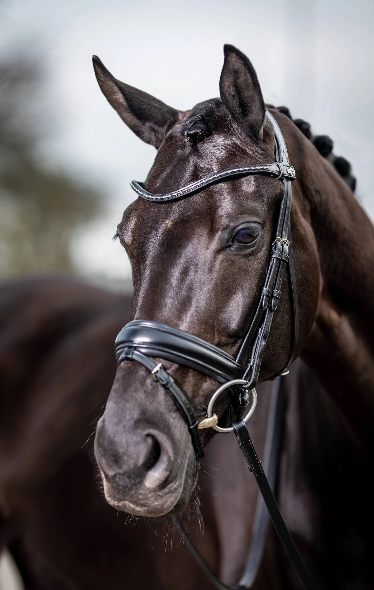 LeMieux Kudos Classic Dressage Bridle, Dressurtrense, Trense