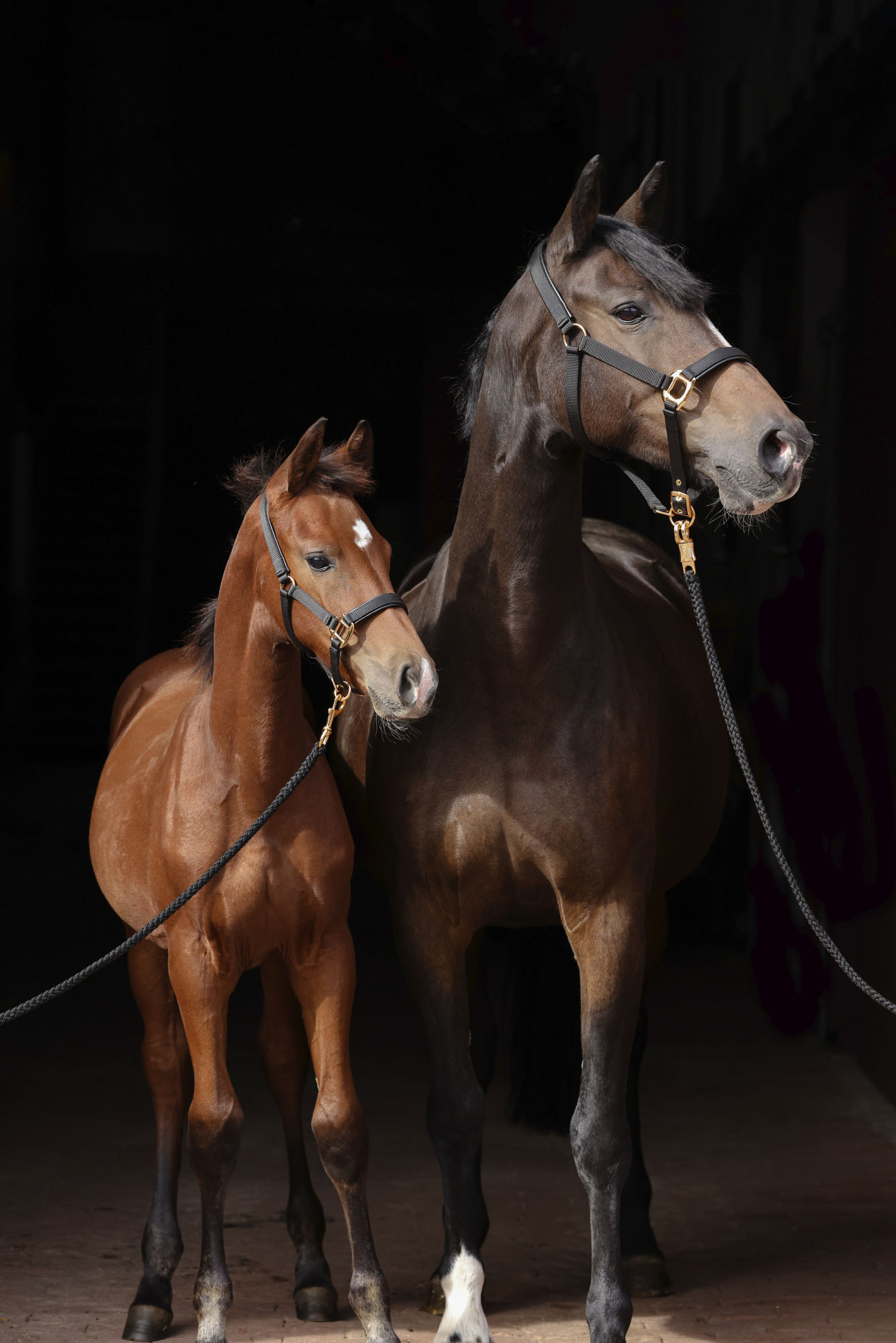 Covalliero Halfter TopLine