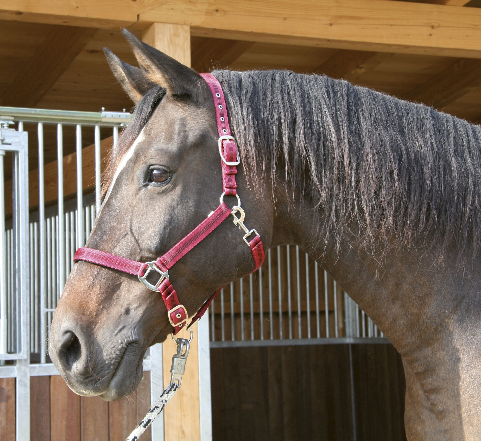 Covalliero Halfter Mustang, 2fach verstellbar