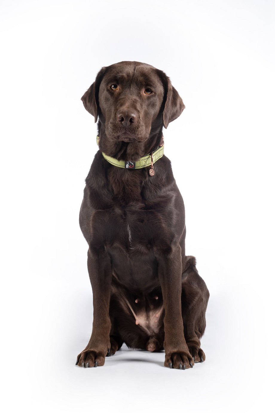 HKM Hundehalsband "Ida" Nylon,pistazie, S/M,Sale