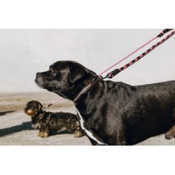 EQUITHÈME Hundehalsband und Leine "Max"