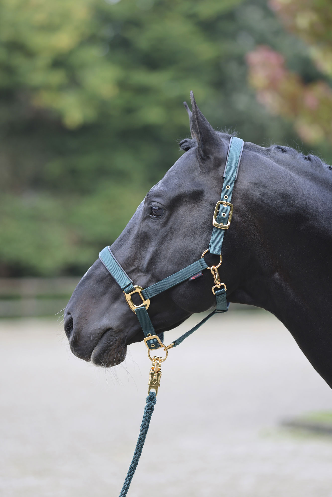 Covalliero Halfter TopLine
