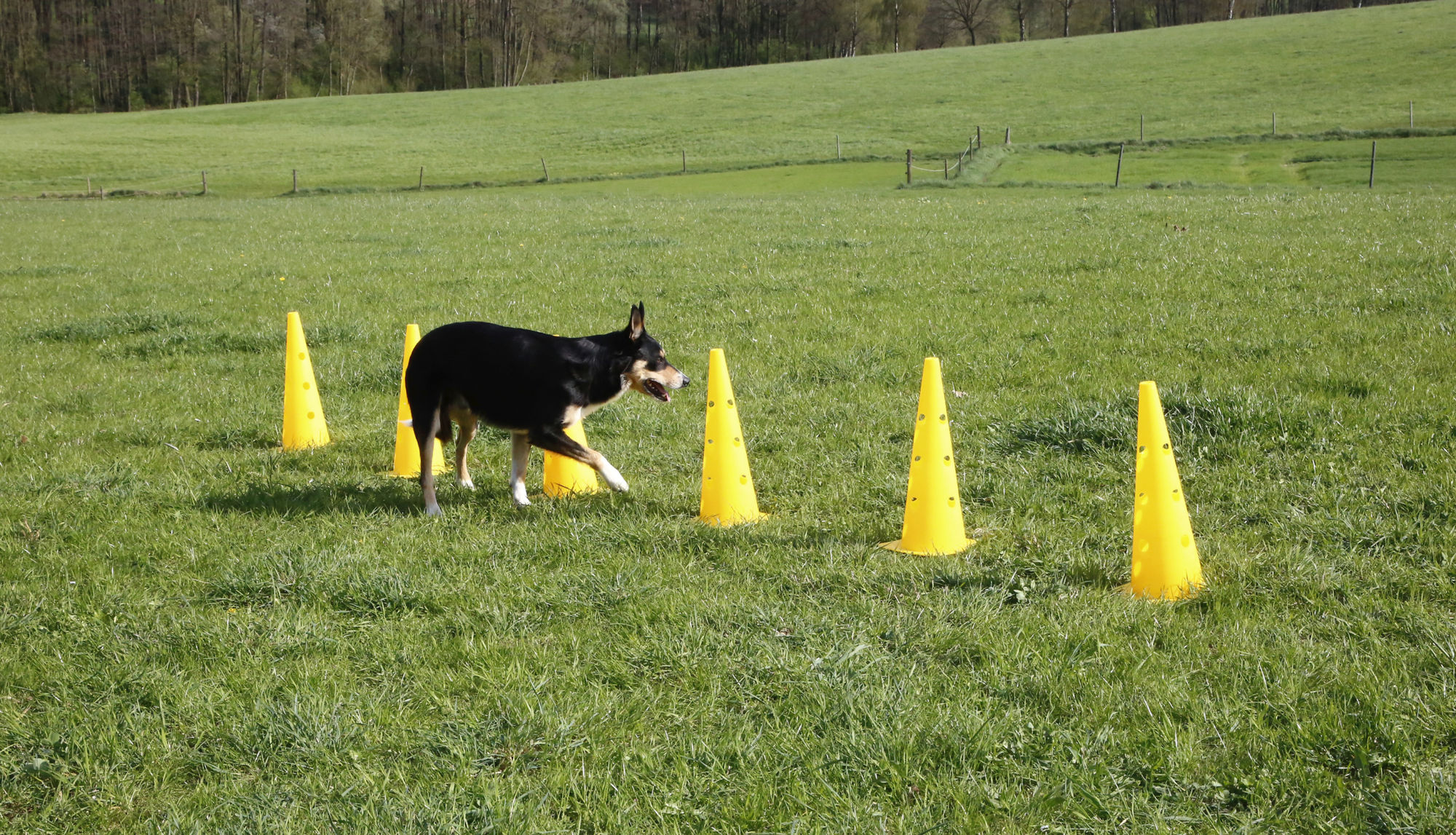 Kerbl Komplett-Set "Agility", rot/gelb