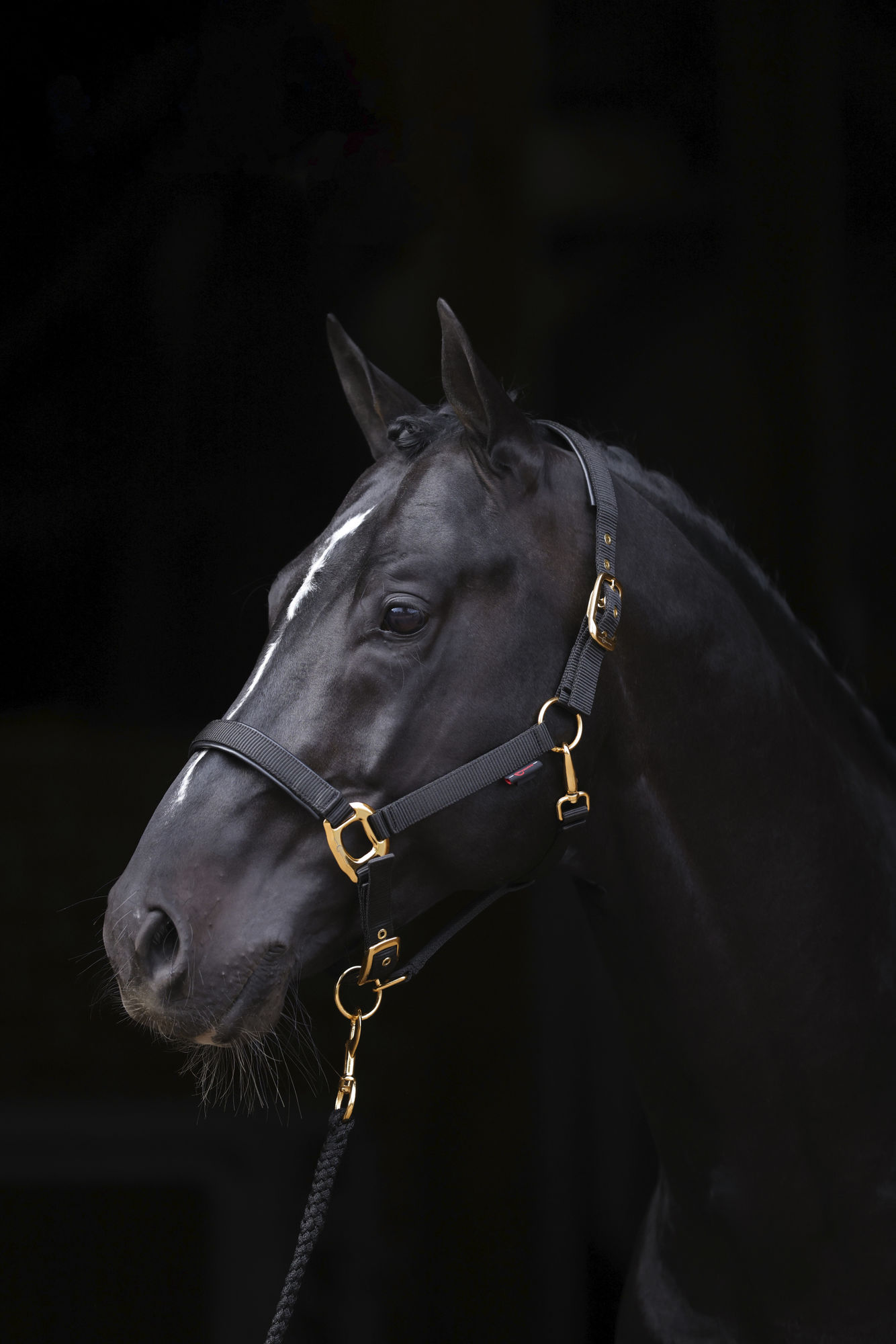 Covalliero Halfter TopLine