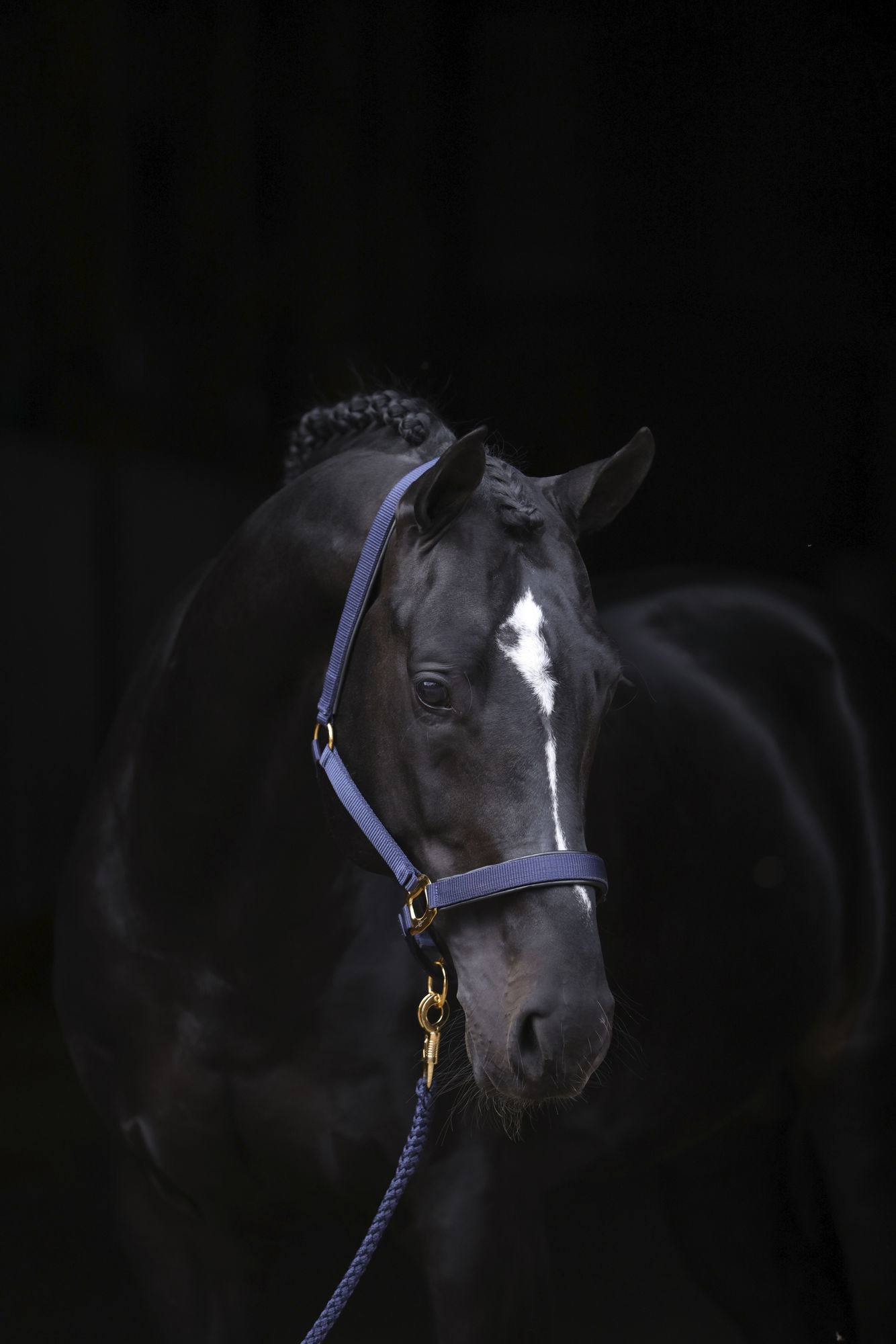 Covalliero Halfter TopLine