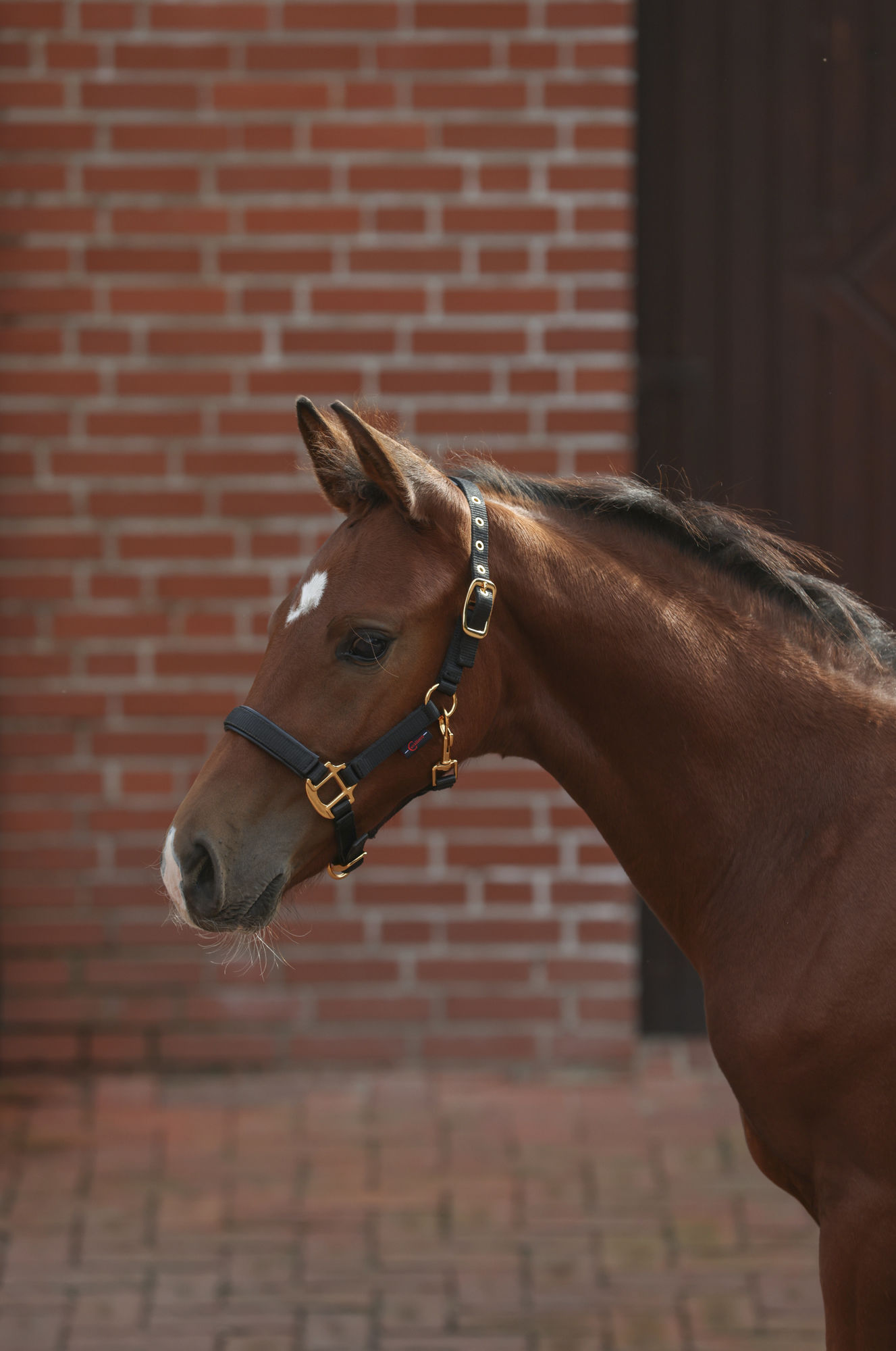 Covalliero Fohlenhalfter TopLine