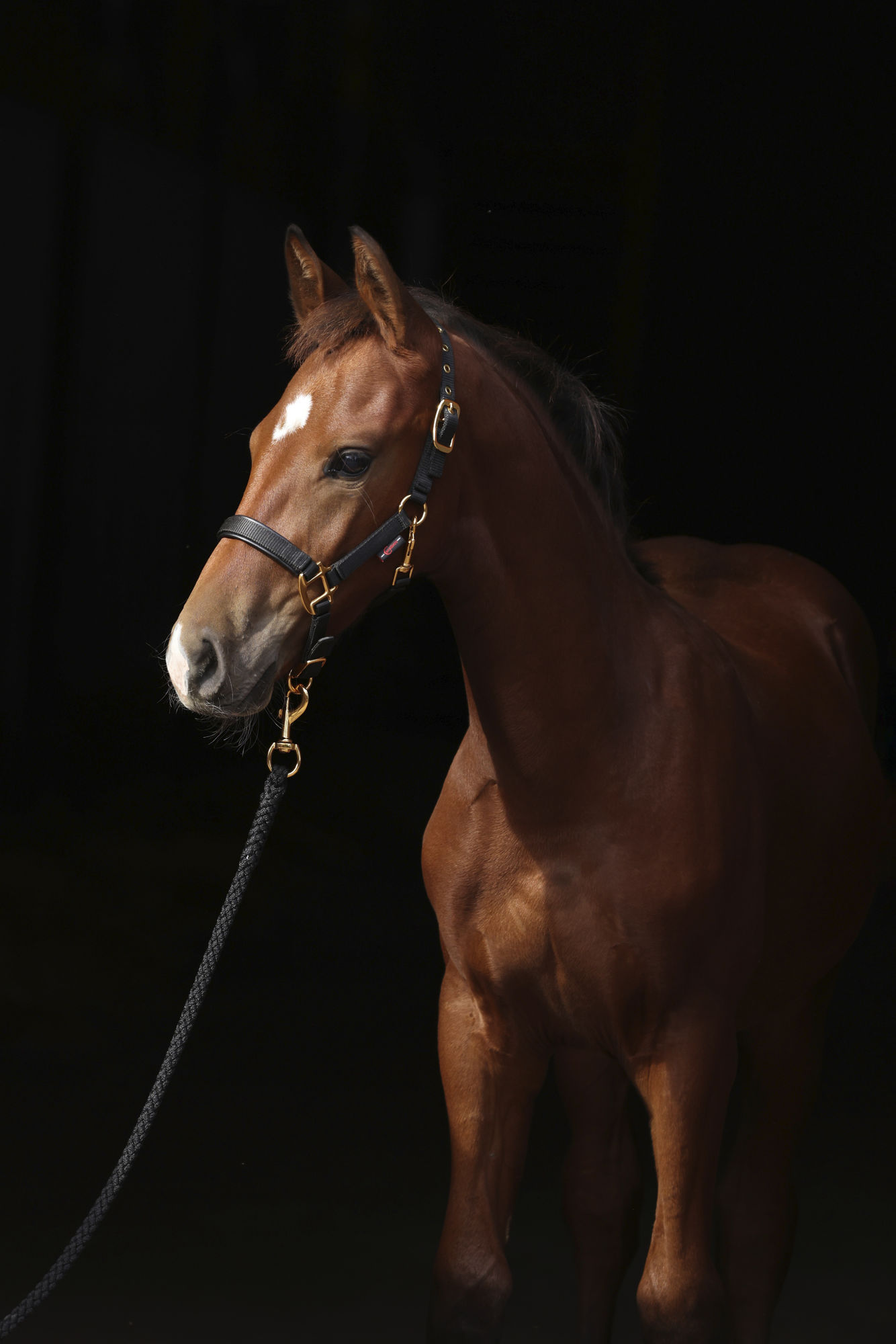 Covalliero Fohlenhalfter TopLine