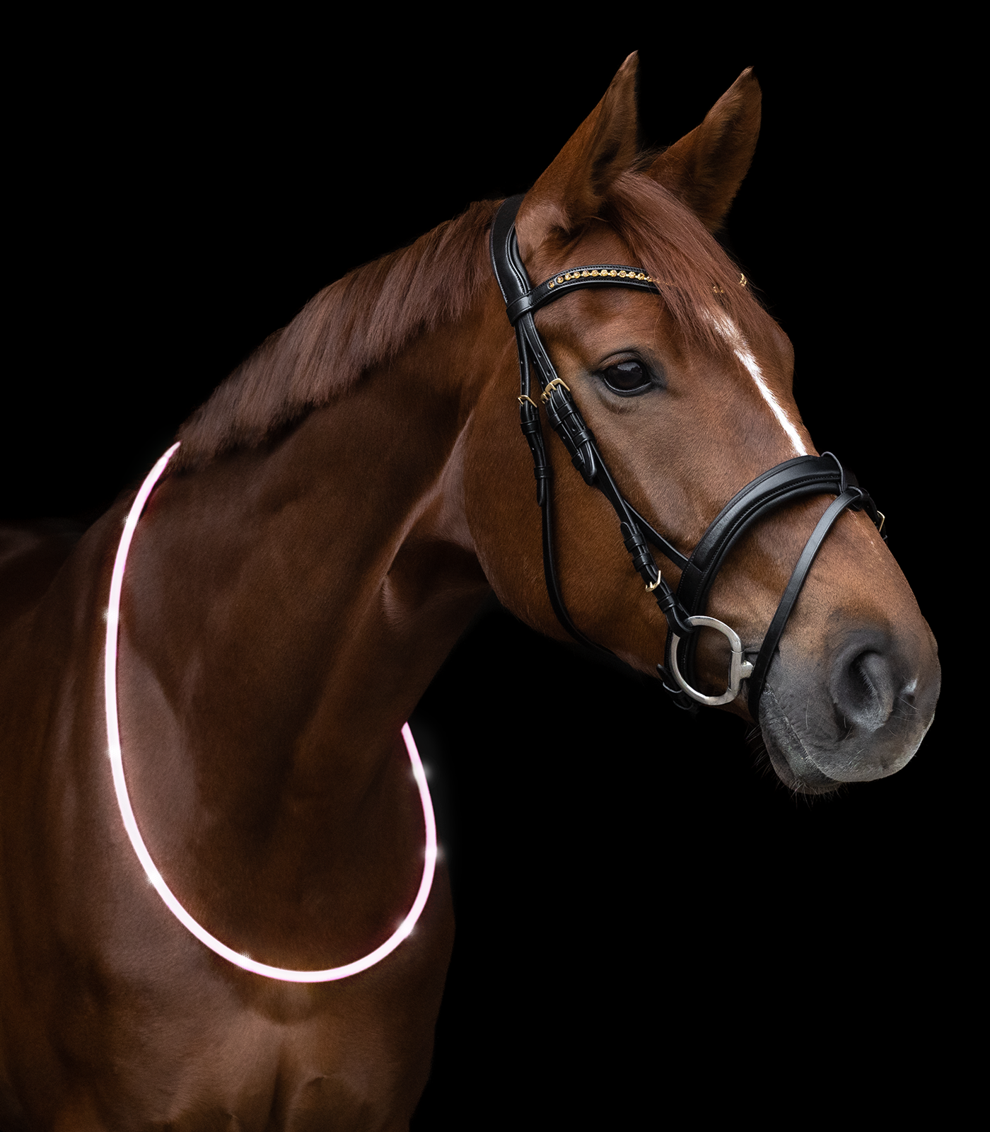 Waldhausen LED Leuchthalsring