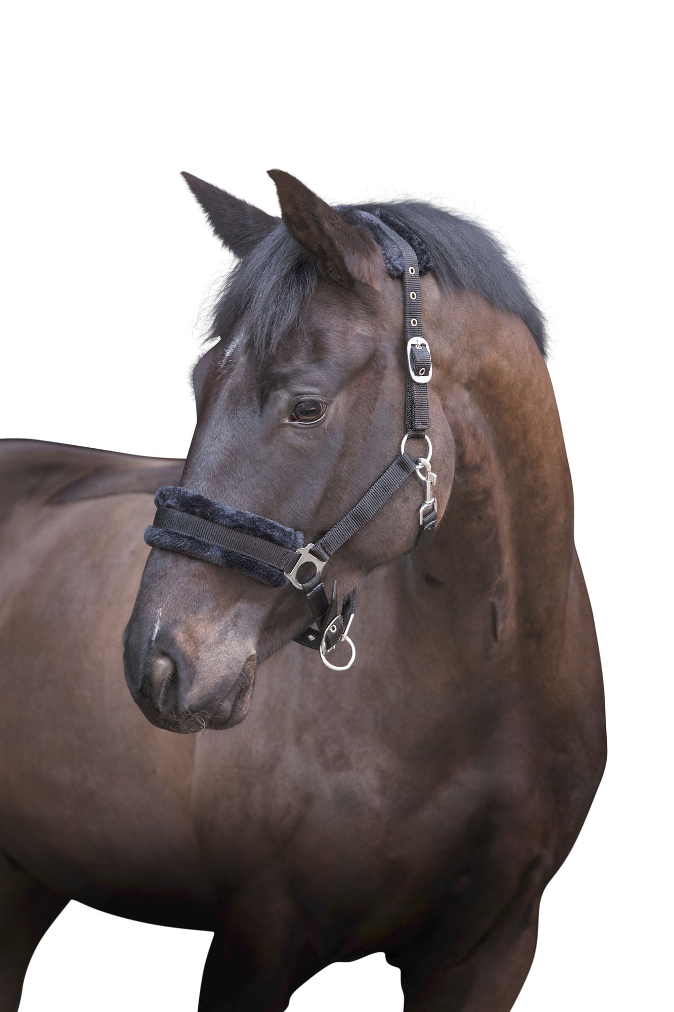 Covalliero Halfter mit Webpelz