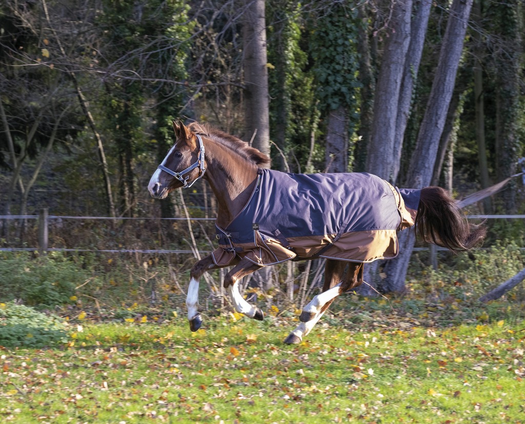 EQUITHÈME TYREX 600D "Aisance" Decke, 300g Füllung, Pferdedecke, grau/braun, Weidedecke