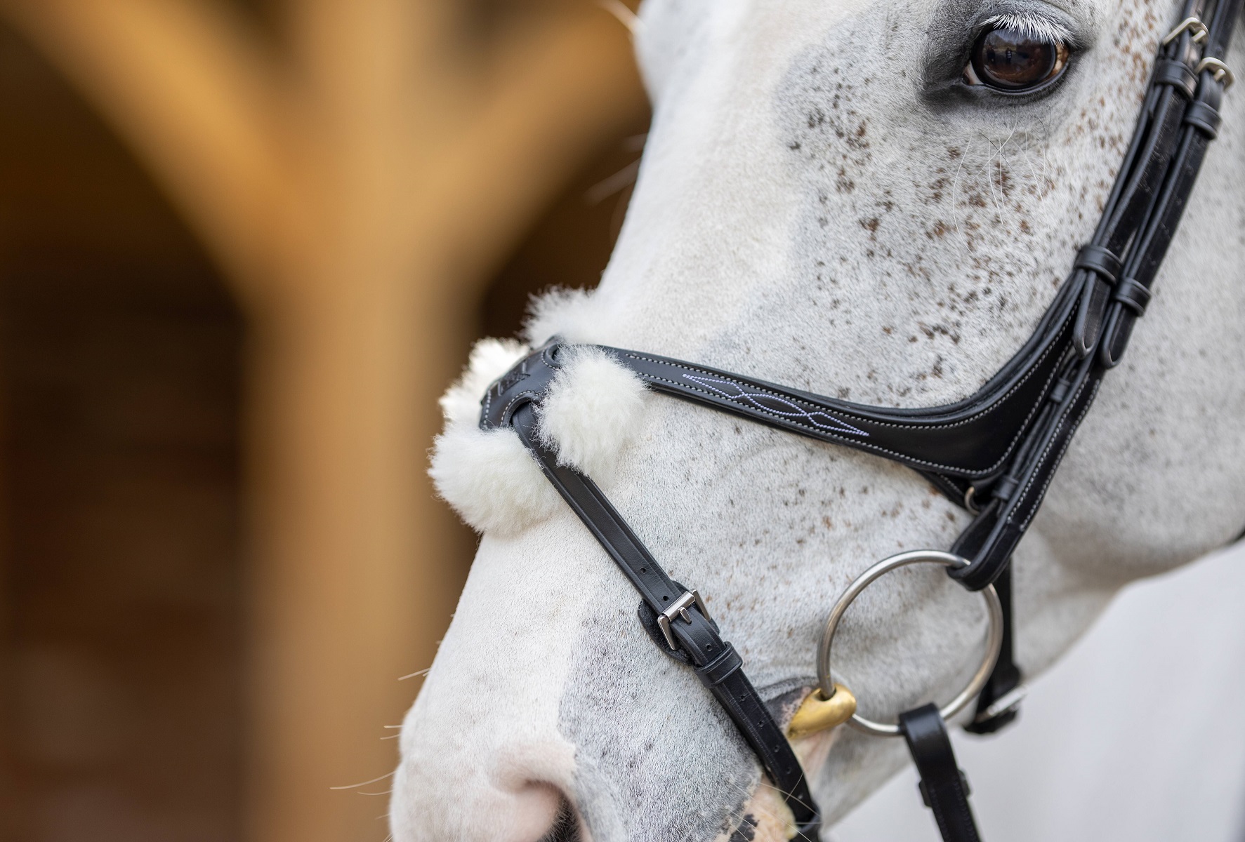 LeMieux Kudos Grackle Bridle, Arbeitstrense, Trense