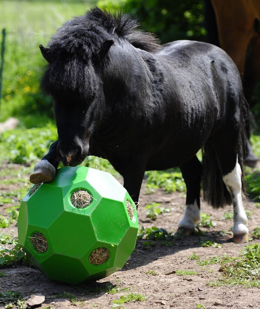 USG Spiel- und Fütterungsball "Happy Hay Play" Shetty