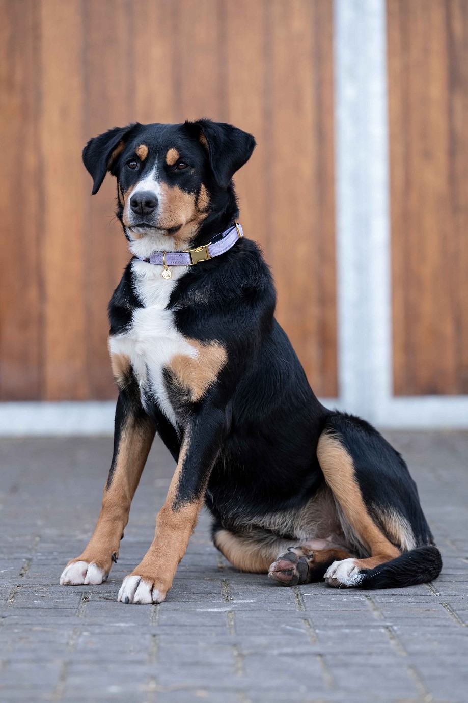 HKM Hundehalsband "Ida" Nylon