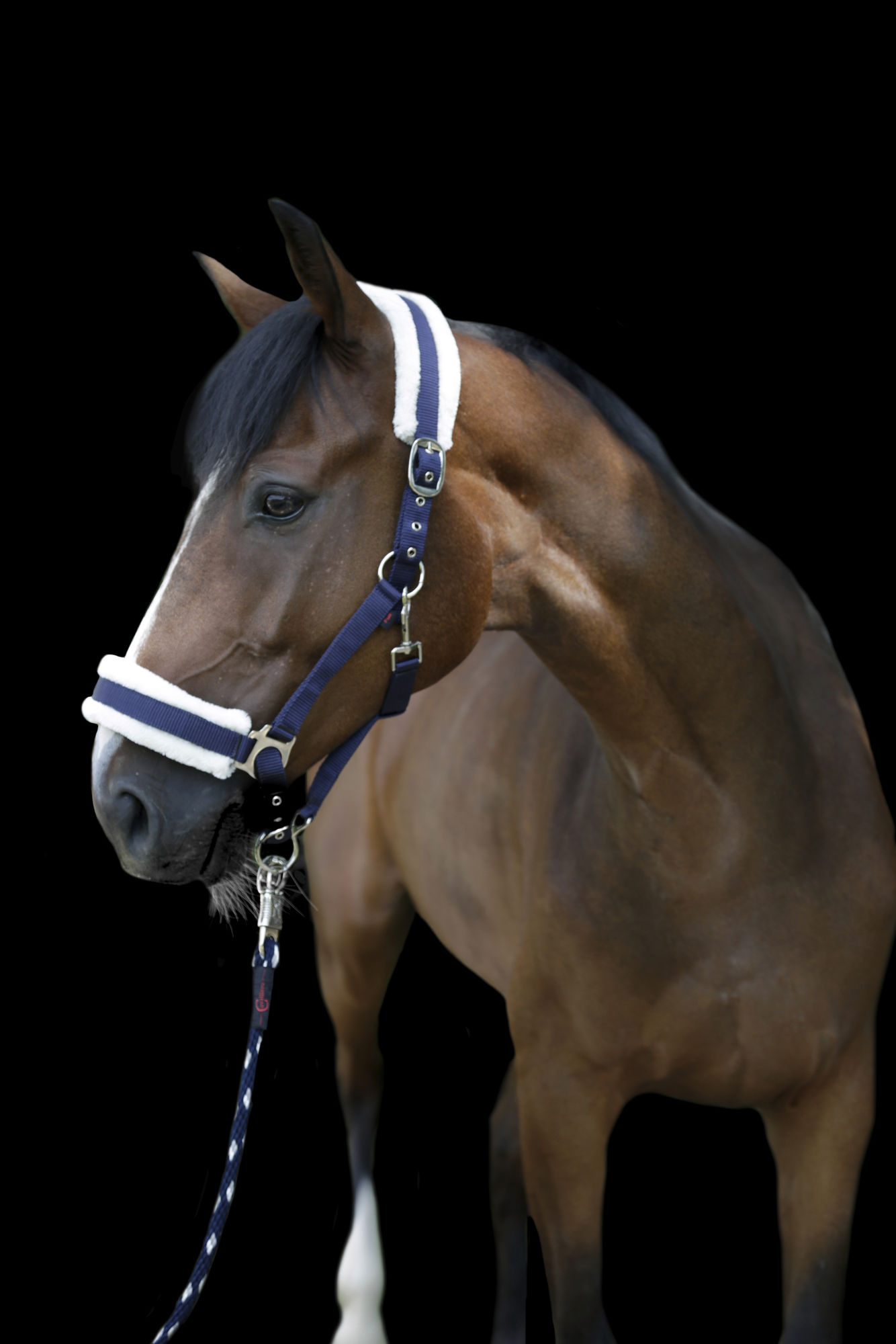 Covalliero Halfter mit Webpelz