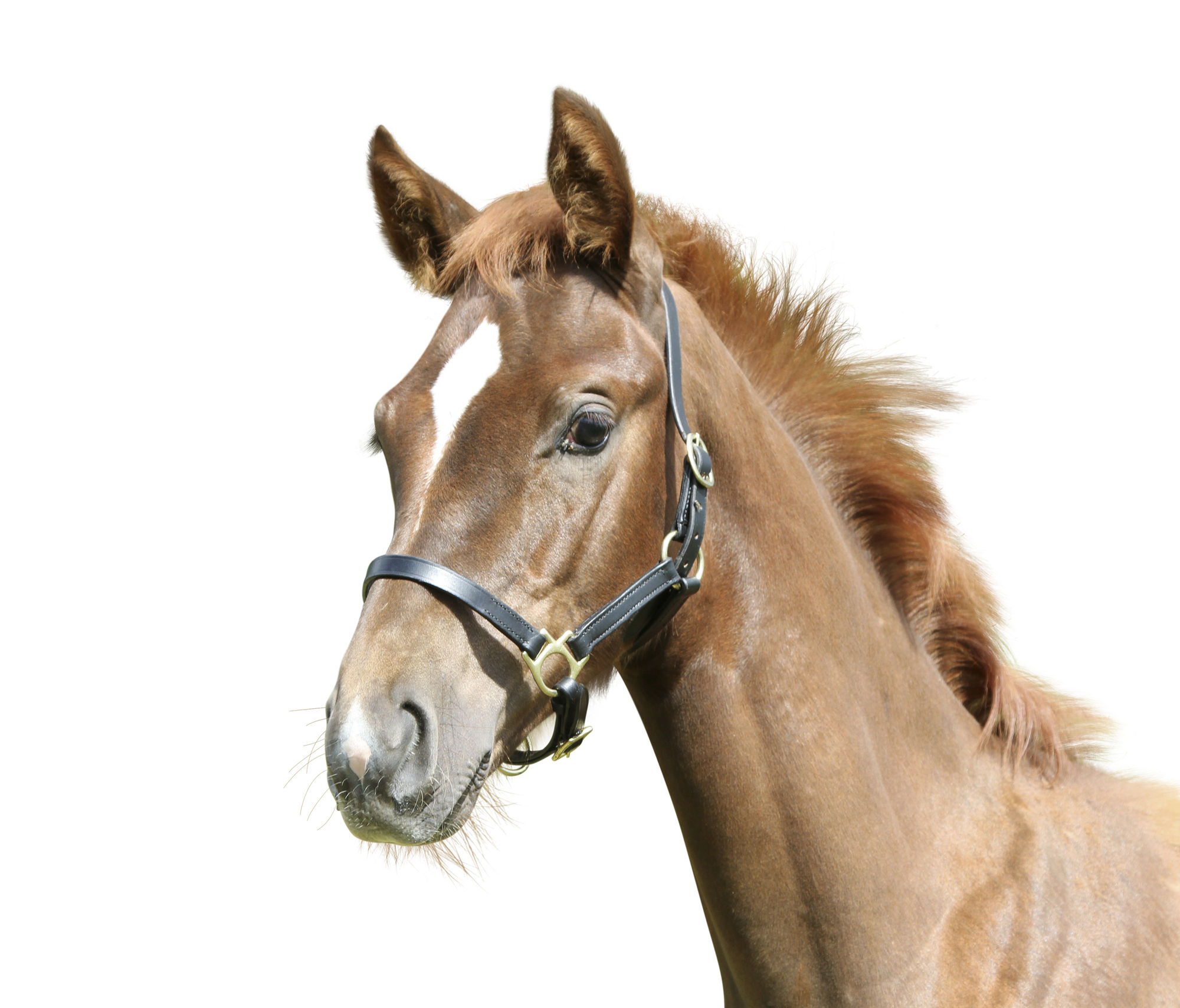 Covalliero Fohlenhalfter Eco, Leder