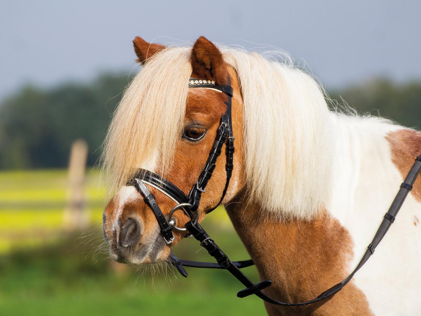 BUSSE Trense Sonny, inkl. Zügel, Minishetty, Shetty
