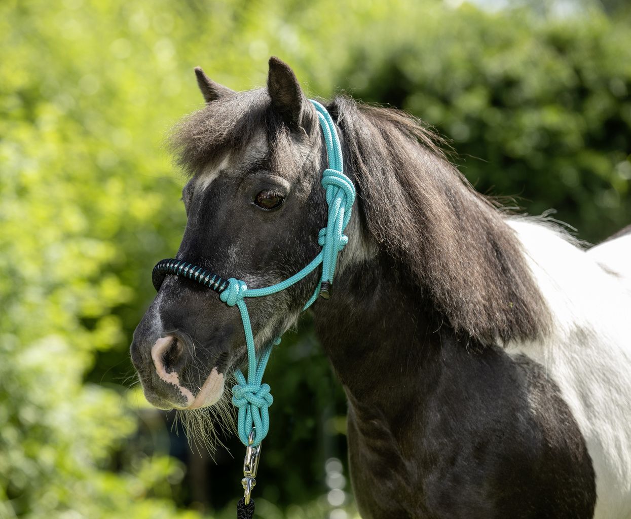 USG Knotenhalfter shetty